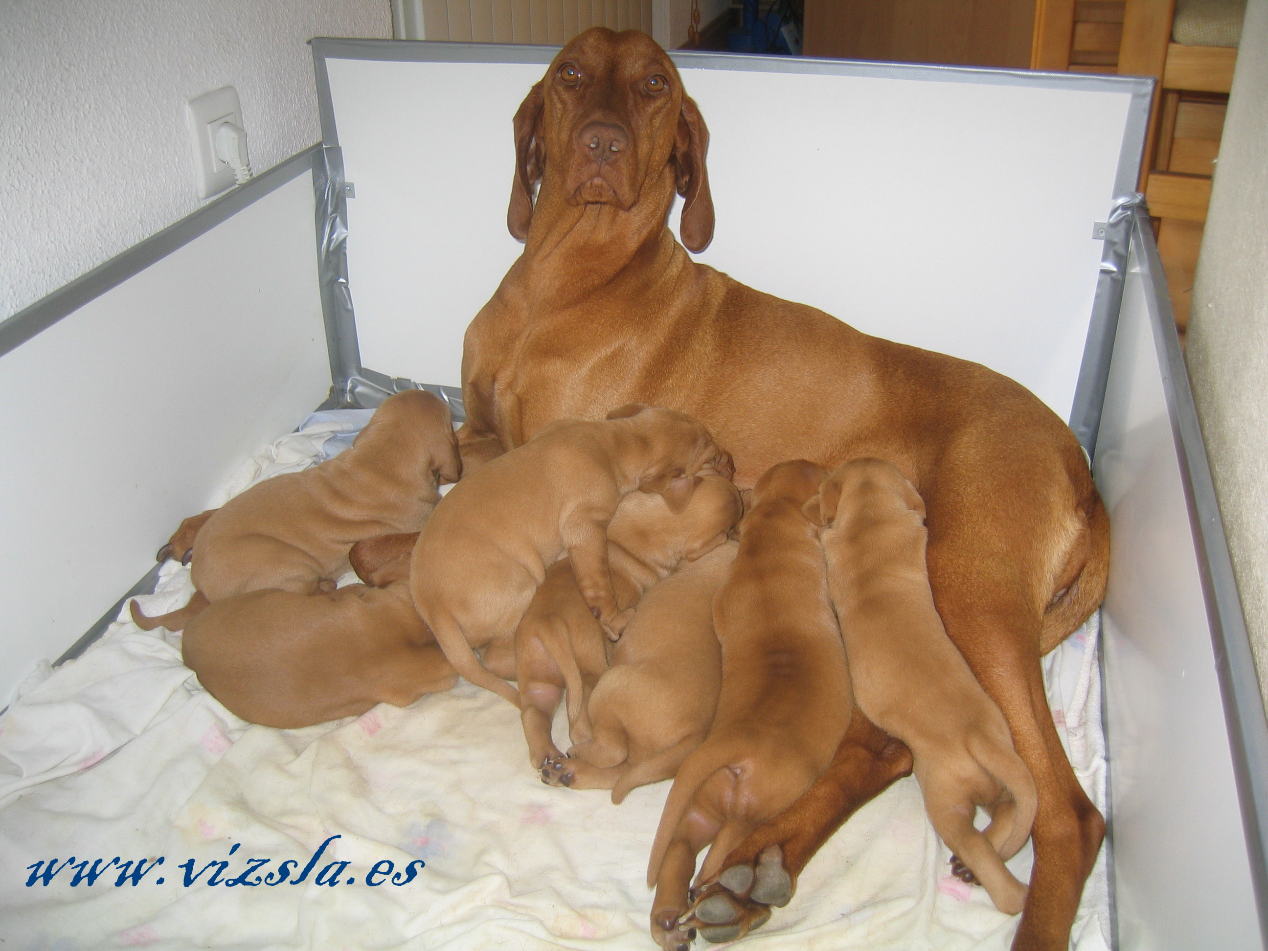 Shizuka with the litter
